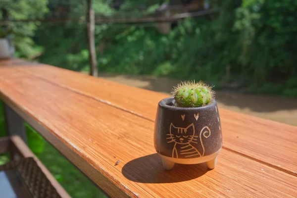 A green cactus in a small brown clay pot on a wooden bar with green forest background