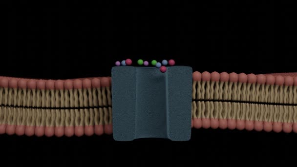 Ions Substances Passing Bilayer Cell Membrane Channel Rendering — 图库视频影像