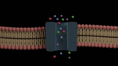 Glycoprotein çift katmanlı hücre zarının kesiti ve onun iyon kanalı (3D Hazırlama)