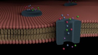Glycoprotein bilayer cell membrane cross section and its ion channel (3D Rendering) clipart