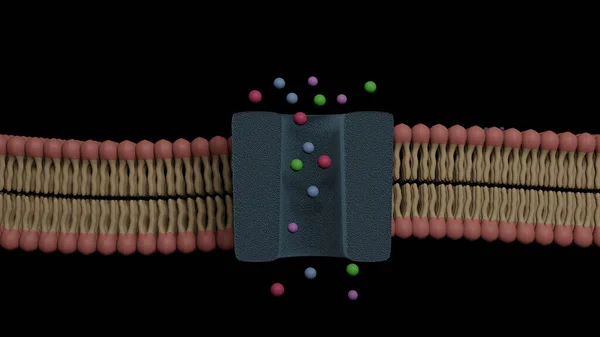 Glycoprotein bilayer cell membrane cross section and its ion channel (3D Rendering)