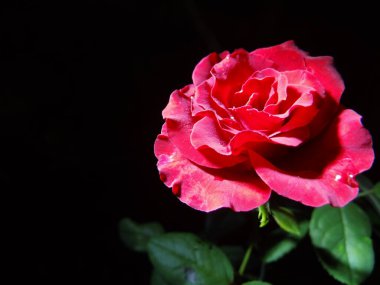 Kırmızı gül koyu arkaplanda çiçek açar