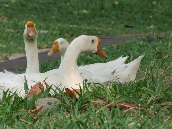 Goose Family Relaxing Grass — 스톡 사진