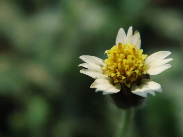 Gele Bloemen Bloeien Tuin — Stockfoto