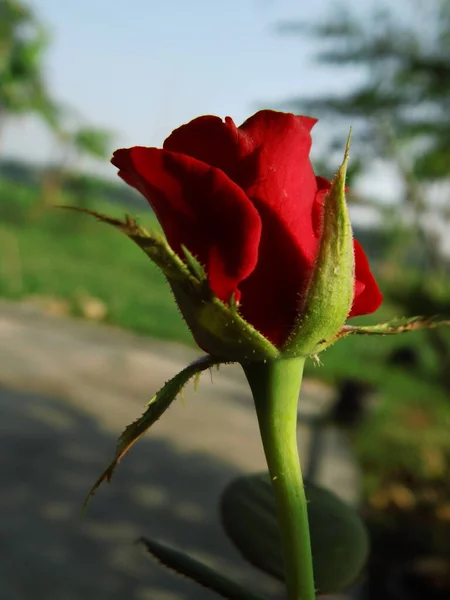 Красные Розы Расцвели Подарков — стоковое фото