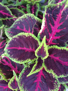 purple coleus atropurpureus leaves. colorful beautiful ornamental plants