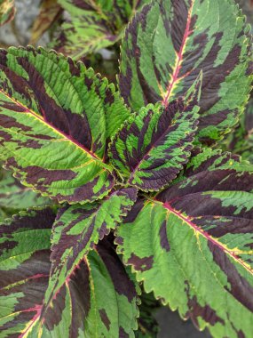 Close up of Solenostemon, commonly known coleus, houseplant with beautiful leaves color