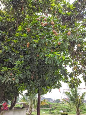 Endonezya dilinde sapodilla ağacı veya 