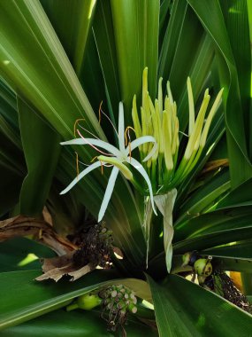 Crinum asiaticum, yaygın olarak zehirli ampul, dev crinum zambağı, büyük zambak ya da örümcek zambağı olarak bilinir. Güzel beyaz çiçekleri olan süslü bir bitki.