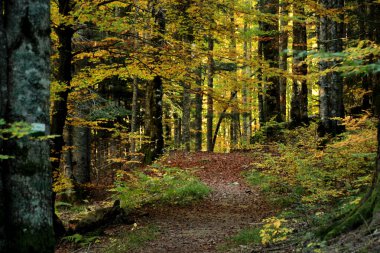 Multicolored trail covered with fallen leaves in the heart of the Irati forest It is the second largest and best preserved beech and fir forest in Europe Near Ochagava.