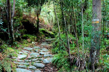 Stone path that enters a lush forest in Puebla del Caraminal (Coruna) following the course of the Pedrs river.