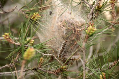 Processionary nest in the branches of a Mediterranean pine tree
