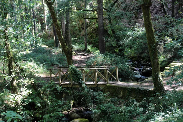 Trail and wooden bridge through the forest along the Fraga stream