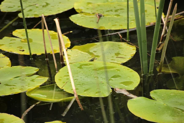 Bright water lilies under a gentle rain in the Lobos river canyon