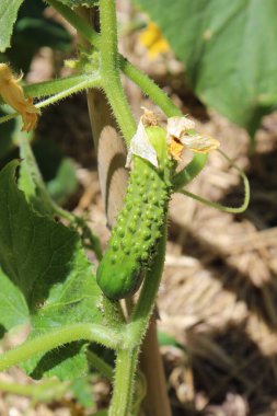 Small cucumber growing in the sun in an organic vegetable garden