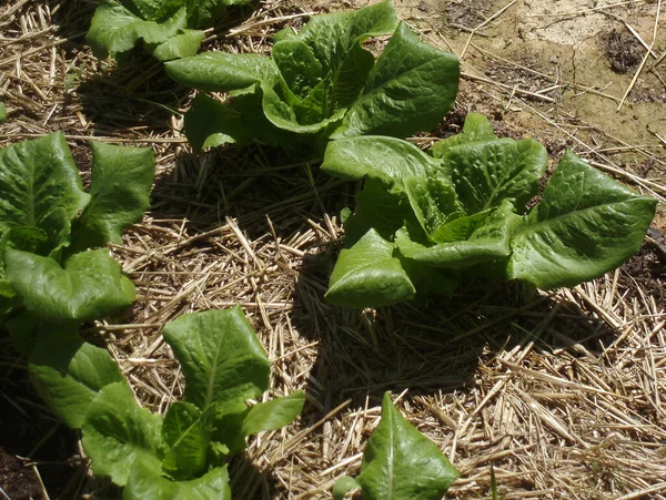 Lettuce Growing Sunlight Organic Orchard — Stockfoto