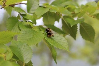 Bumblebee perched on a chestnut leaf next to the lake of Sanabria. Zamora
