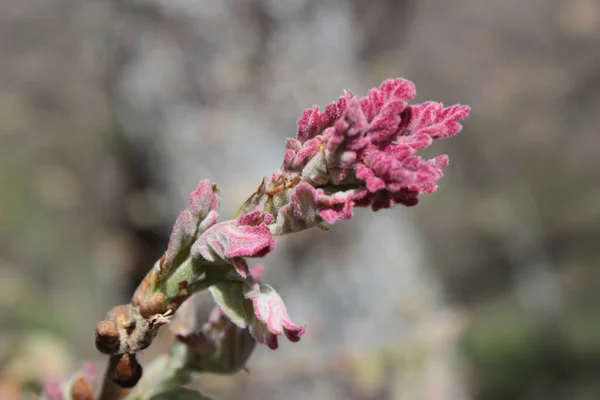 Oak Tree Leaf Buds Awakening Springtime — Fotografia de Stock