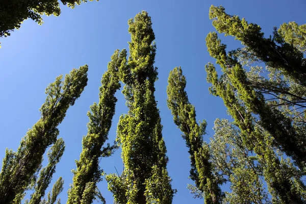 Tall Poplars Gorges Duraton River — Stock fotografie