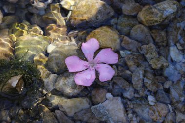 Oleander flower floating on the Algar river