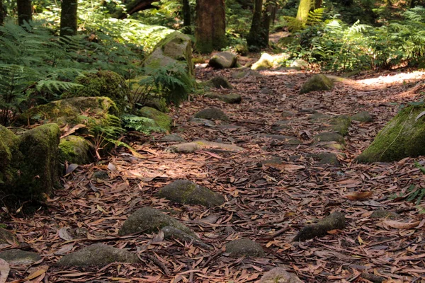 Road Large Stones Atlantic Forest Covered Fallen Eucalyptus Leaves — 图库照片