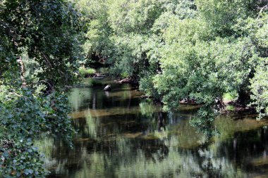 Tera river on a sunny day, passing through Galende between forests, after forming the lake of Sanabria. Zamora, Spain