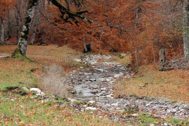 Stream between meadows with fallen leaves, under deciduous trees in autumn, next to the Gamueta beech forest in the Anso Valley. Huesca. Aragon. Spain.