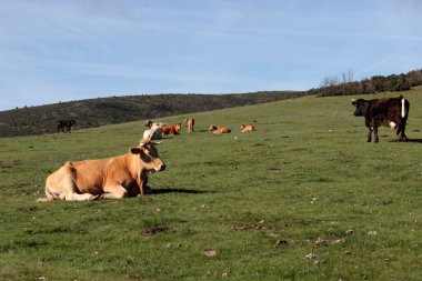 Cows resting in the sun, in the meadows between Cantalojas and the Tejera Negra beech forest. Cantalojas. Guadalajara. Castilla la Mancha. Spain.