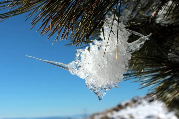 Snow and ice star hanging from a pine branch on a sunny winter morning. Murcia. Spain.