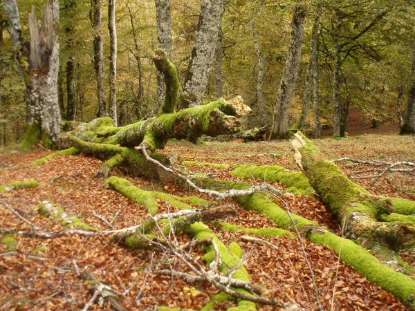 Fallen tree trunks covered with moss, on a blanket of fallen leaves, in the Ursario forest, near Orbaizeta. Navarra. Spain.