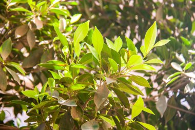 Nature Photography, Plant and Palm Tree. Photo is selective focus with shallow depth of field. Photo taken at Cairo Egypt