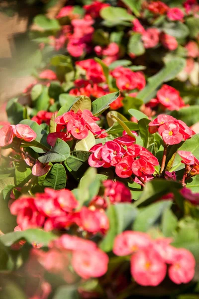 Nature Photography, Plant, Flower and rose. Photo is selective focus with shallow depth of field. Photo taken at Cairo Egypt