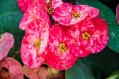 Doğa Fotoğrafçılığı, Bitki, Çiçek ve Gül. Fotoğraf, yüzeysel alan derinliğiyle seçici bir odak noktasıdır. Fotoğraf Kahire Mısır 'da çekildi