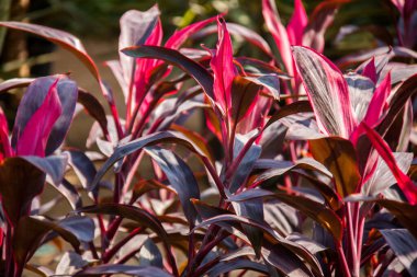 Doğa Fotoğrafçılığı, Bitki, Çiçek ve Gül. Fotoğraf, yüzeysel alan derinliğiyle seçici bir odak noktasıdır. Fotoğraf Kahire Mısır 'da çekildi