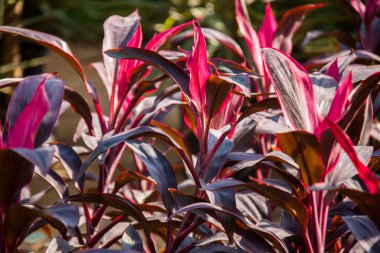 Doğa Fotoğrafçılığı, Bitki, Çiçek ve Gül. Fotoğraf, yüzeysel alan derinliğiyle seçici bir odak noktasıdır. Fotoğraf Kahire Mısır 'da çekildi