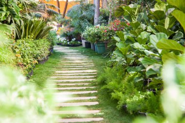 Doğa Fotoğrafçılığı, Bitki, Çiçek ve Gül. Fotoğraf, yüzeysel alan derinliğiyle seçici bir odak noktasıdır. Fotoğraf Kahire Mısır 'da çekildi