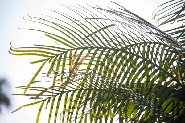 Doğa Fotoğrafçılığı, Bitki, Çiçek ve Gül. Fotoğraf, yüzeysel alan derinliğiyle seçici bir odak noktasıdır. Fotoğraf Kahire Mısır 'da çekildi