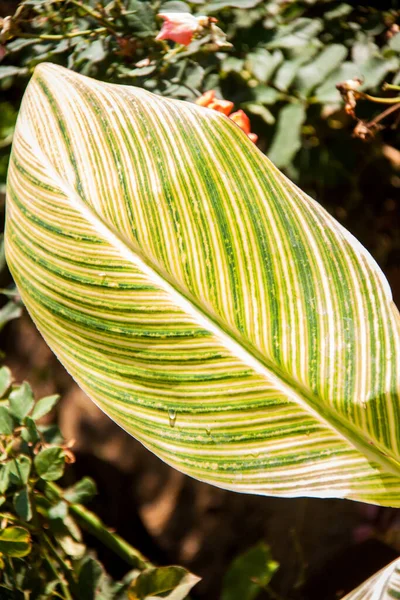 Doğa Fotoğrafçılığı, Bitki, Çiçek ve Gül. Fotoğraf, yüzeysel alan derinliğiyle seçici bir odak noktasıdır. Fotoğraf Kahire Mısır 'da çekildi