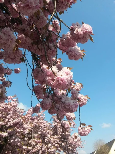 Beautiful Spring Blossom Cherry Blossoms Tree — Foto Stock