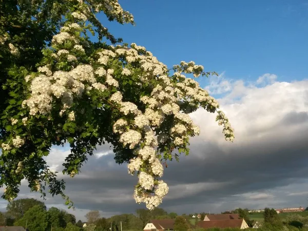 Красиві Квіти Дереві — стокове фото