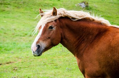 Çayırdaki güzel at