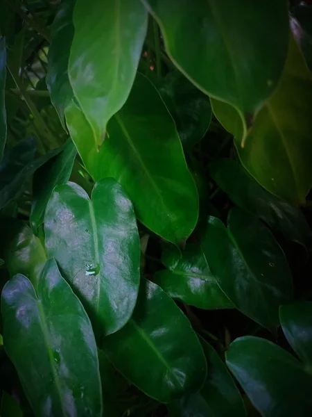 very beautiful and clean wet leaves