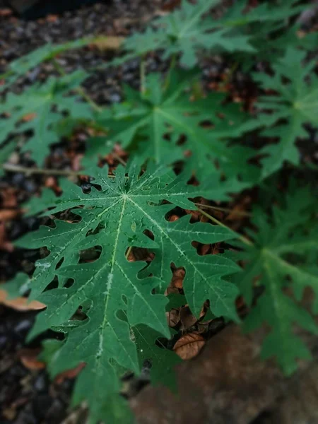 Jakarta Indonesia.August 16 th 2022 -a young papaya tree with fresh leaves planted on gravel