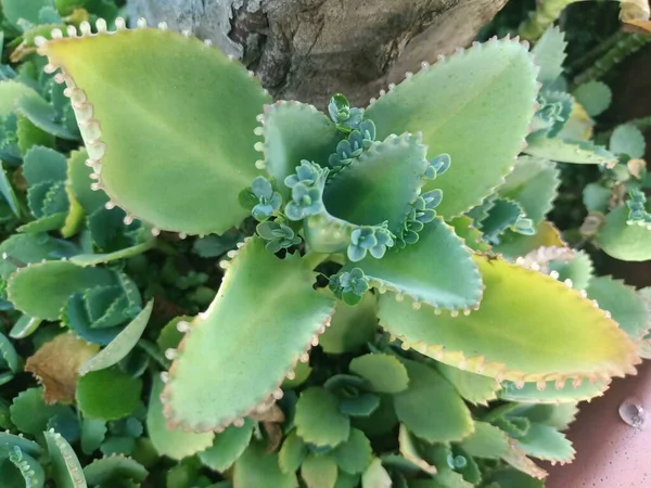 Fresh Plant Cactus Maybe Flower Can Called Plant —  Fotos de Stock