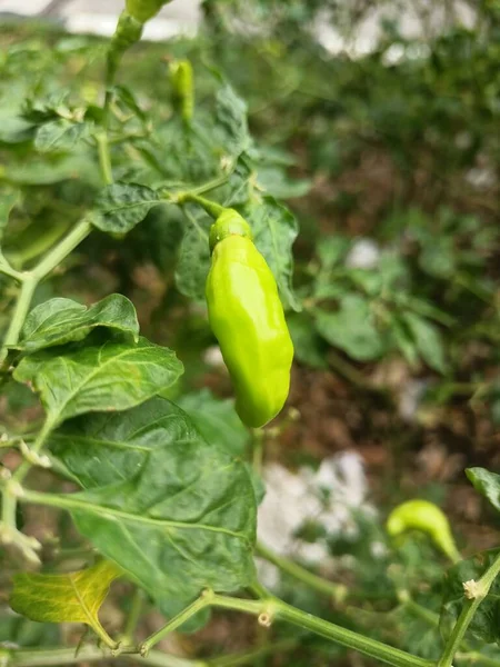 fresh young chiliesthis is one fruitproduced by farmers