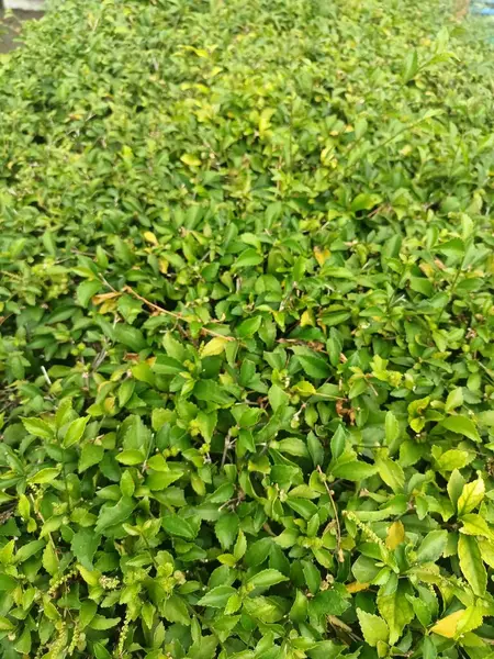 green foliage of the plant.