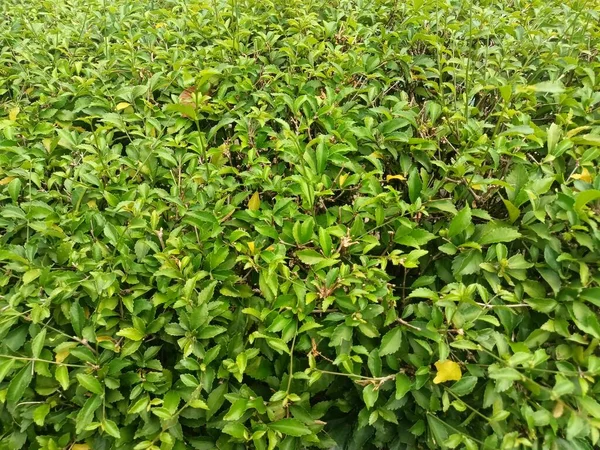 Ağaçtaki yeşil yapraklar