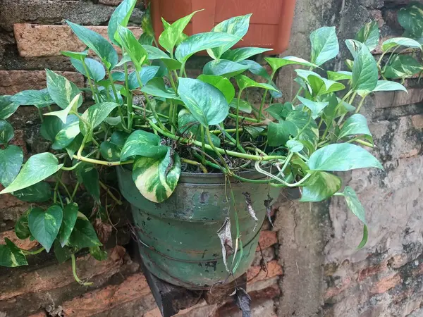 ornamental plants on display by hanging