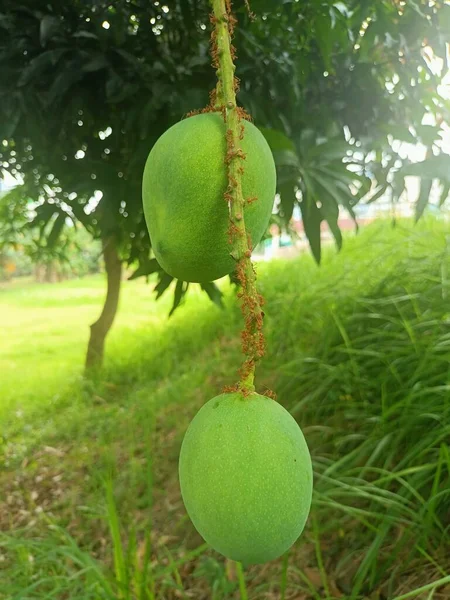 Jakarta indonesia August 28 2022-fresh young mango