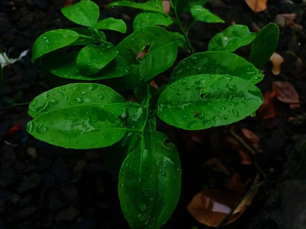 Yeşil yapraklar, bitki örtüsü.